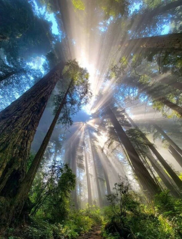 Creating and Eating "Light"